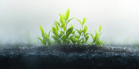 Newly sprouted tea tree foliage, Freshly sprouted tea tree leaves