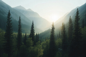  Beautiful landscape of green forest at sunset in the sunlight