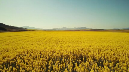 Vibrant yellow fields under a clear sky showcasing nature s beauty and agricultural landscapes