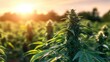 © Matasi - Sunset Glow Over Outdoor Cannabis Plant in Bloom