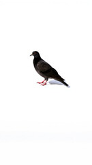 Sticker - black bird on a white background