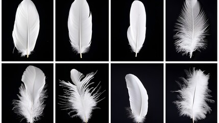 Wall Mural - Elegant Collection of Soft White Feathers on Black Background