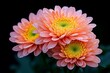 © Thanyarat - Chrysanthemum blooms drenched in morning dew, their petals glistening in the soft light of dawn