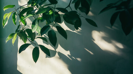 Wall Mural - leaves in the sun, leaves on the tree