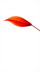 Sticker - single red leaf against a white background