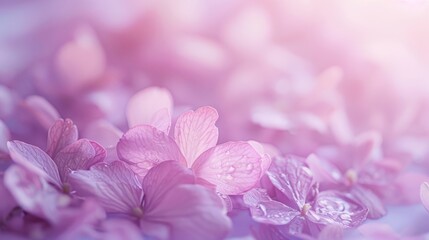 Wall Mural - Delicate Pink Petals