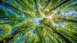 © anu - Forest canopy viewed from below with sky above