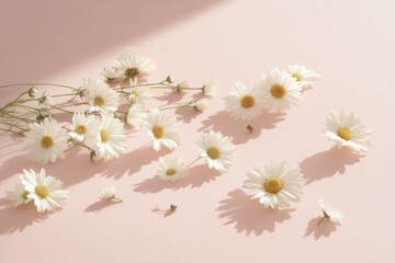 Wall Mural - A minimalist composition featuring scattered white daisy chamomile flowers on a light pink surface, emphasizing natural beauty and the simplicity of summer florals.