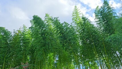 Wall Mural - Bamboo grove swaying in the wind, clouds and blue sky