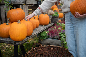 Wall Mural - woman chooses a pumpkin on the market