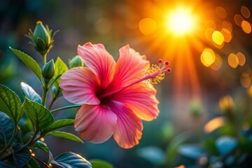 Canvas Print - Pink hibiscus flower basking in warm glow of setting sun