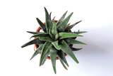 Fototapeta Storczyk - Haworthia Univers, top view, white background