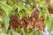 © fotosenukas - Ash seed clusters hanging from lush green branches on a sunny autumn day