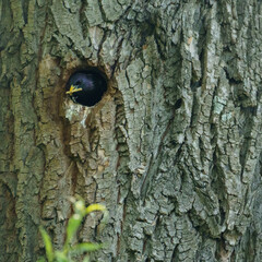 Common starling (sturnus vulgaris) cleaning its nest