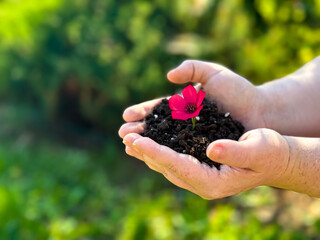 hands nurturing a vibrant pink flower with fresh soil against a green natural background