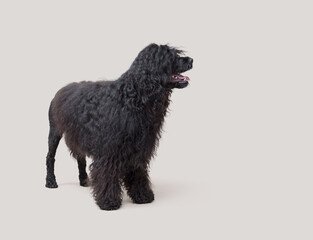 Portrait of a Portuguese Water Dog