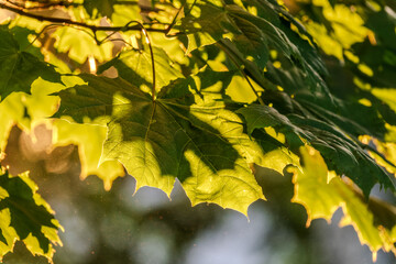 Wall Mural - Maple branches with green and yellow leaves in autumn, in the light of sunset.