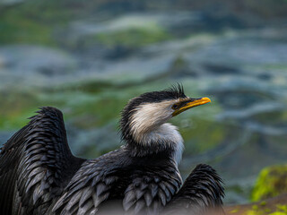 Wall Mural - Sneaky Looking Pied Cormorant Spreads