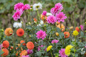 Wall Mural - mix of colorful dahlia flowers in a field for cut-flowers.