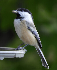 Wall Mural -  cute black capped chickadee perched on a backyard feeder with a seed in its mouth in broomfield, colorado       