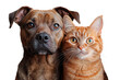 © Ivan Guia - Close up portrait of a dog and a cat standing together and looking at camera isolated on a cutout PNG transparent background