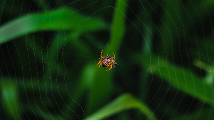 spider on the web
