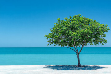 A solitary green tree beside a calm blue ocean under the clear sky at midday