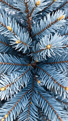 Canvas Print - close- a blue spruce branch