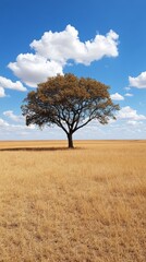 Wall Mural - Solitary tree on a golden grassland under a clear blue sky with fluffy clouds.