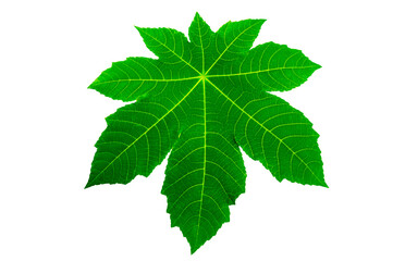 Wall Mural - leaves calathea ornata pin stripe background white isolate
