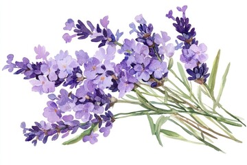 Wall Mural - Watercolor Lavender Bouquet Illustration. Aromatic Purple Flowers Isolated on White Background