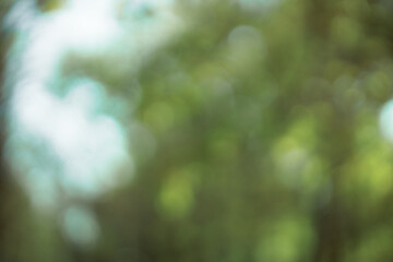 Fototapete - Forest background out of focus. Soft image with sunny weather. Round bokeh. Autumn warm colors on a blurred background.