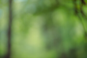 Fototapete - Forest background out of focus. Soft image with sunny weather. Round bokeh. Green background for design.