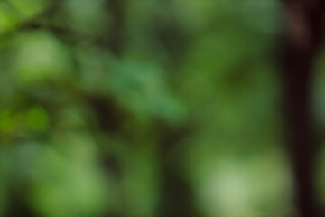 Fototapete - Forest background out of focus. Soft image with sunny weather. Round bokeh. Green background for design.