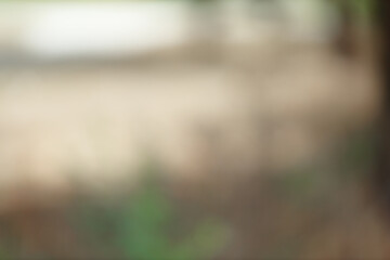 Fototapete - Forest background out of focus. Soft image with sunny weather. Round bokeh. Green background for design.