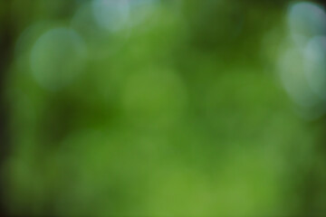 Fototapete - Forest background out of focus. Soft image with sunny weather. Round bokeh. Green background for design.