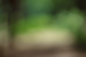 Fototapete - Forest background out of focus. Soft image with sunny weather. Round bokeh. Green background for design.
