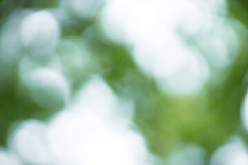 Fototapete - Forest background out of focus. Soft image with sunny weather. Round bokeh. Green background for design.