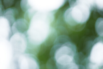 Fototapete - Forest background out of focus. Soft image with sunny weather. Round bokeh. Green background for design.
