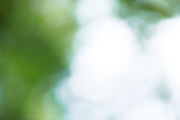 Fototapete - Forest background out of focus. Soft image with sunny weather. Round bokeh. Green background for design.