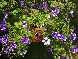 Wall Mural - flowers in the garden