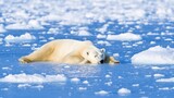 Majestic Polar Bear Resting on Drifting Ice Floe in Frozen Arctic Waters - Ultra-Detailed Wildlife Portrait in Ice Age Environment