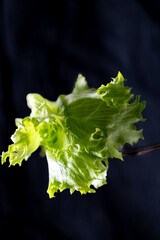 Crisp and fresh lettuce on a fork.