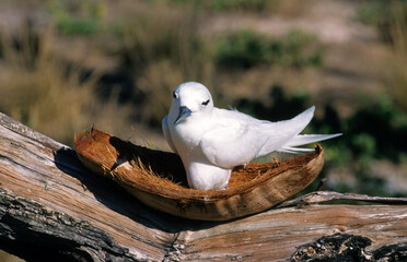 Gygis blanche, nid, oeuf,.Gygis alba, White Tern,  Seychelles