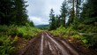© Sebelas Studio - A muddy forest road surrounded by lush greenery and tall trees.