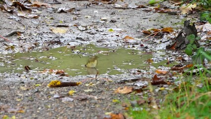 Wall Mural - close-up of a Willow Warbler (Phylloscopus trochilus) bathing in a woodland puddle, Wilts UK