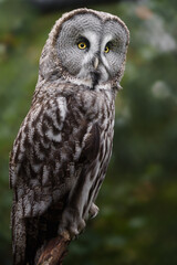 Wall Mural - Great grey owl on branch