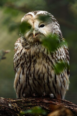 Wall Mural - Ural owl on branch behind leaves