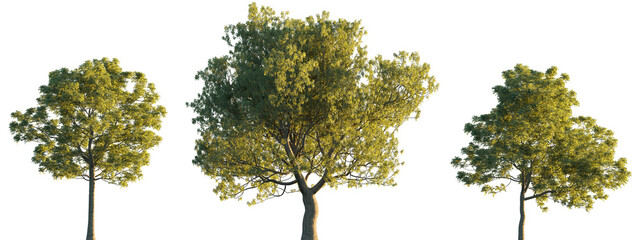 Wall Mural - fraxinus ornus (flowering ash or manna ash) frontal set trees isolated png in sunset lighting on a t