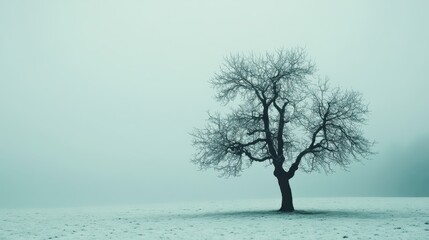 Solitary, leafless tree standing in a snow-covered field under a foggy sky